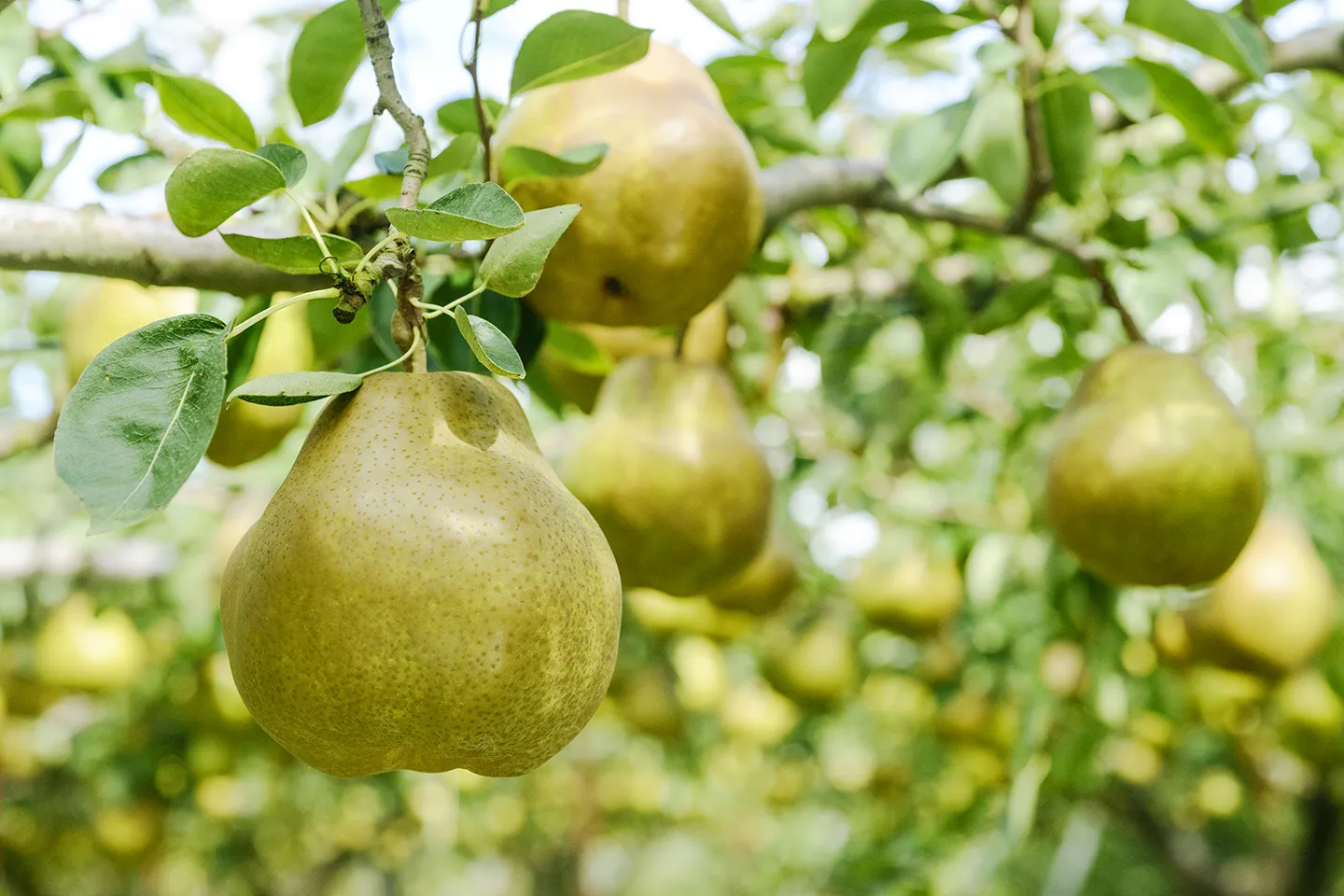 La France Pears