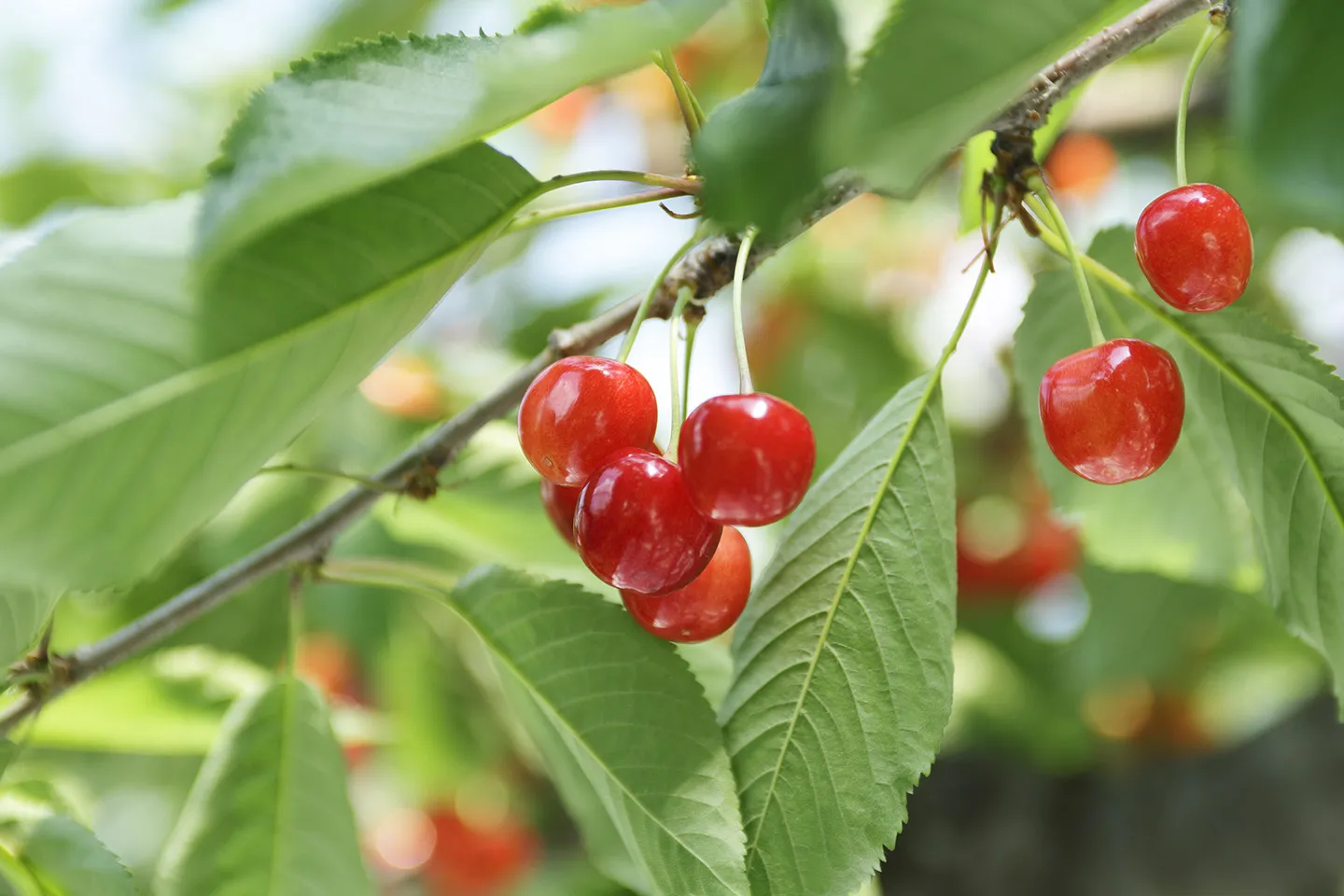 Yamagata Cherries